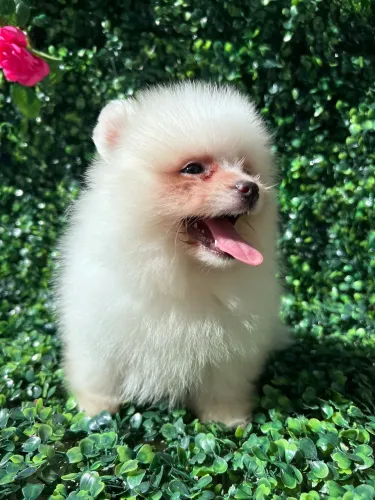 Lulu da pomerania Machinho Promoção
