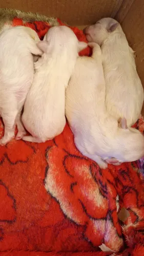 Maltes bolinha algodão dia dos Namorados
