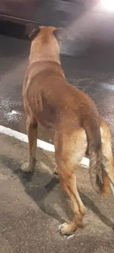 Doação de cão porte grande vez um.ano mistura de pastor molinoa