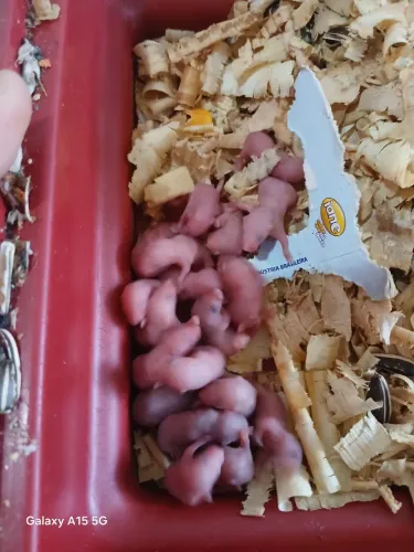 Neonatos de camundongo 