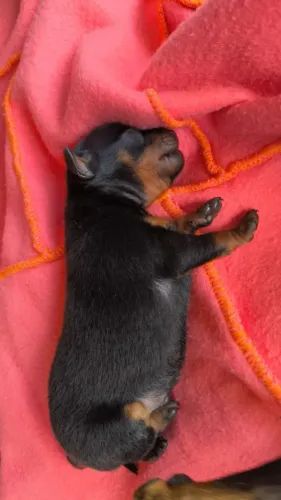 Pinscher macho