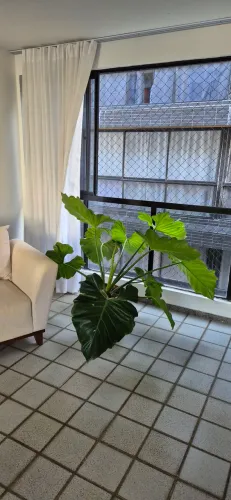Vaso com planta grande filodendro