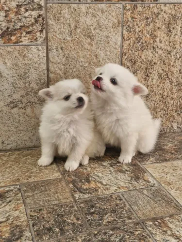Perfeitos filhotes de Spitz Alemão ursinho maravilhosos!