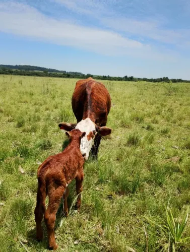 Vaca e bezerro de 8 meses 
