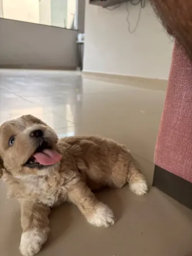 Cachorro