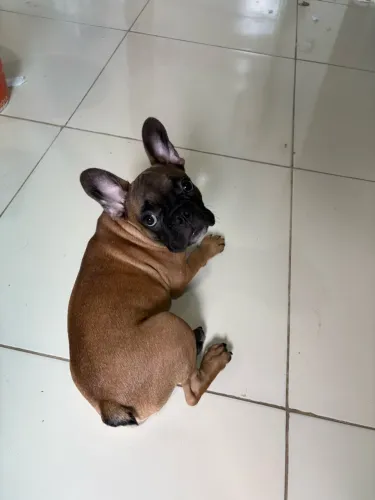 Buldogue francês 