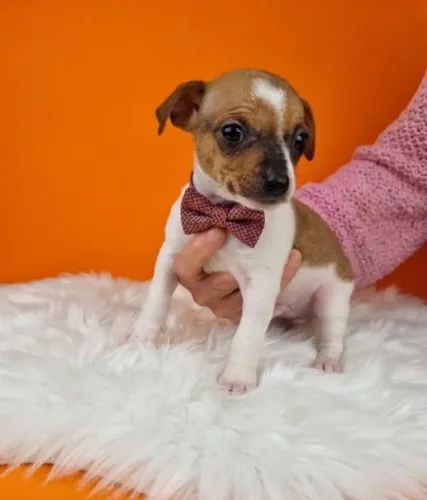 Pinscher Macho Saudável e Brincalhão