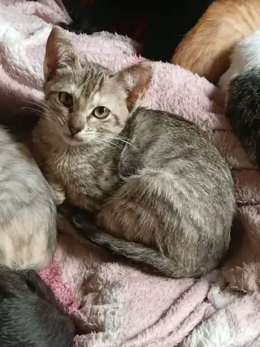 Doação filhotes de gato