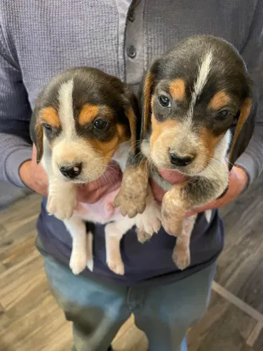 Beagle encantadores