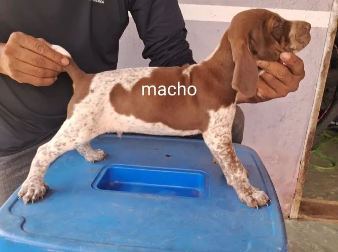 Braco alemão 500 ômacho 600 afemia 