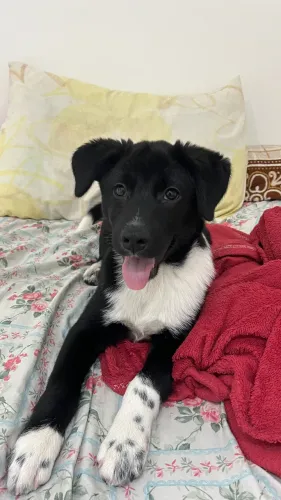 Filhote de cachorro para doação.Se tiver interesse,chame nesse número *