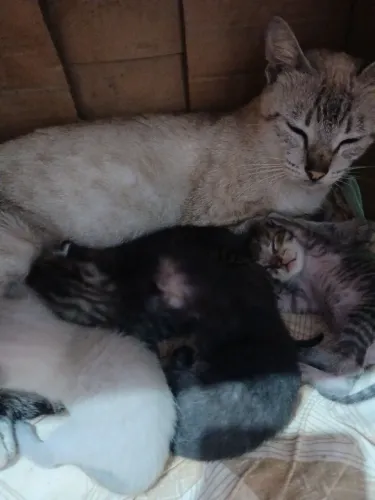 Gatos
