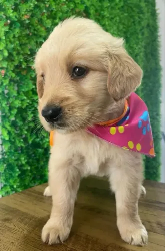 Filhote de Golden para uma nova casa