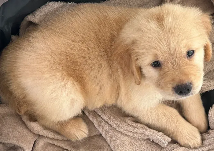 Filhote Golden Retriever