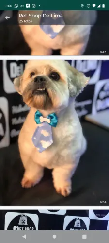 Doando esse cãozinho