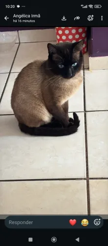 Gato Siamês para Doação 