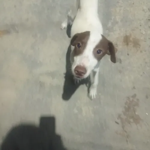 Filhote macho pra adoção 