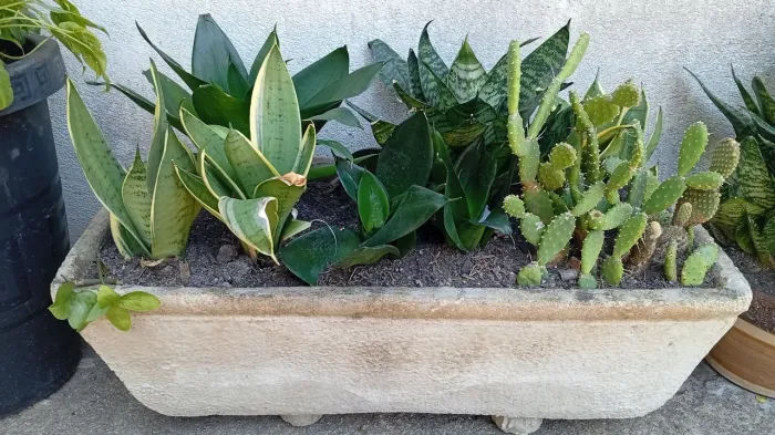 Planta Mine espada variada com cacto em vaso