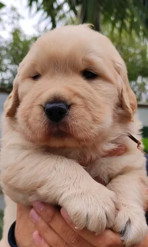 Golden Retriever filhotes disponível aceitamos no cartão