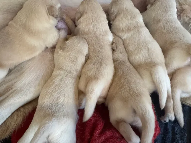 Filhotes de Golden Retriever / lindos e saudaveis . Entregamos