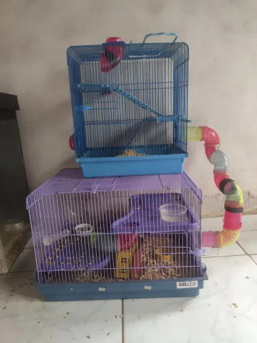 Vendo rato Twister com gaiola