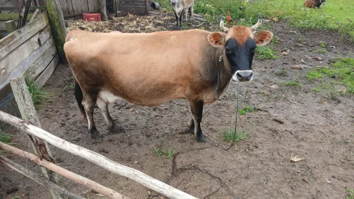 Vendo vaca Jersey