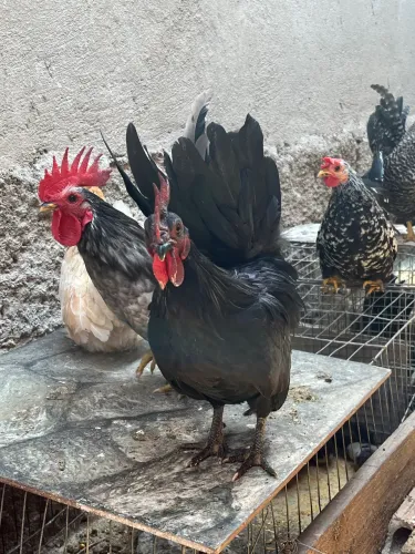 Galo Garnizer preto 