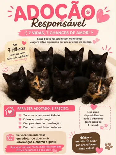 Gatinhas para adoção