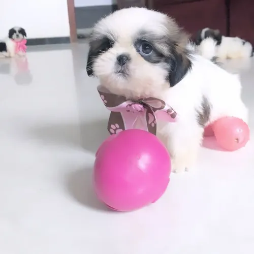 Shitzu disponíveis bebês menor porte x
