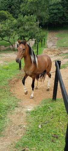 Potros pampa Mangalarga Marchador 