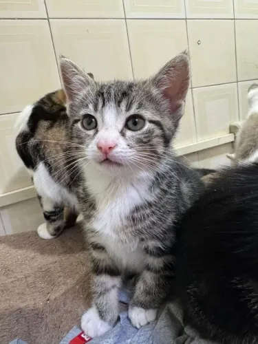 gatos para adoção