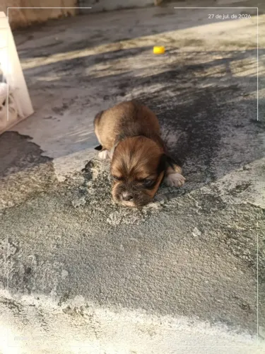Vendo filhotes de shi tzu