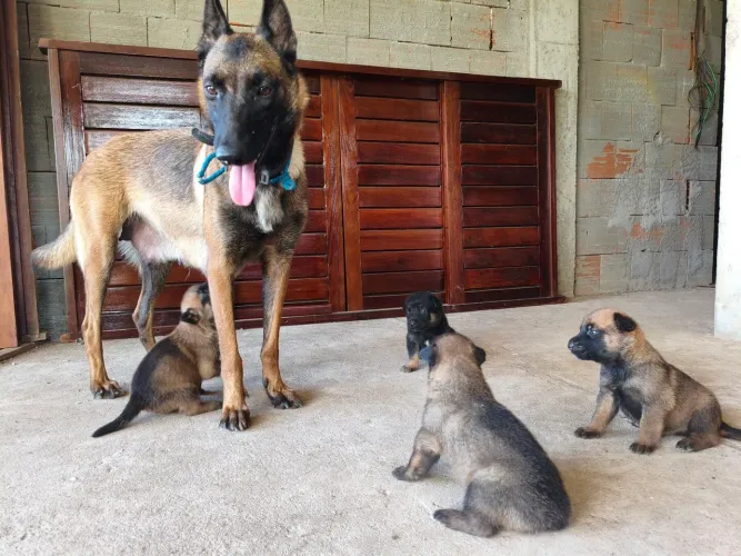 Pastor Belga Malinois 