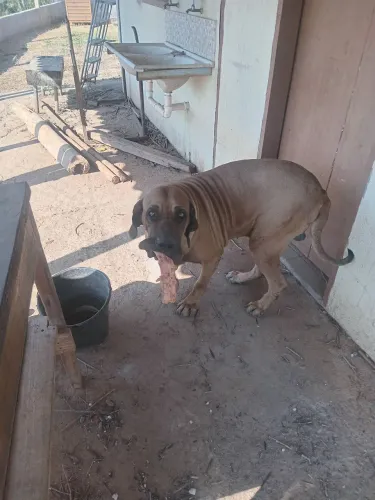 Vendo cachorro raça fila brasileiro 