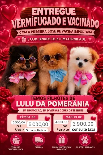 Lulu da Pomerania anão disponíveis 
