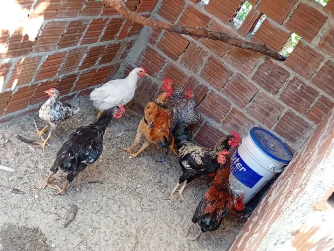 Vende-se galinhas capoeira e Francos