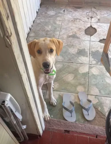 Doa-se mistura de Labrador 