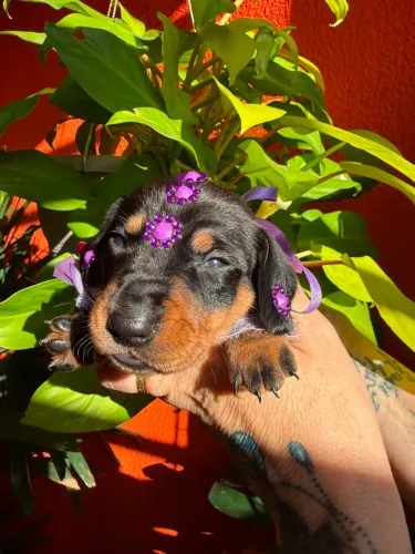 Basset dachshund anão filhotes