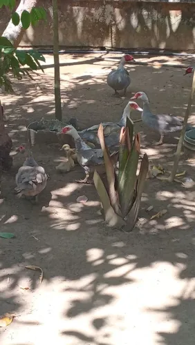 Patos