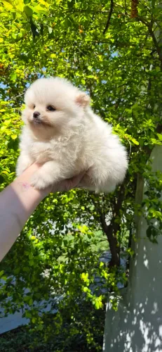 Spitz ursinho macho branco