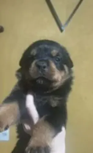 Rottweiler O doguinho certo pode trazer mais felicidade