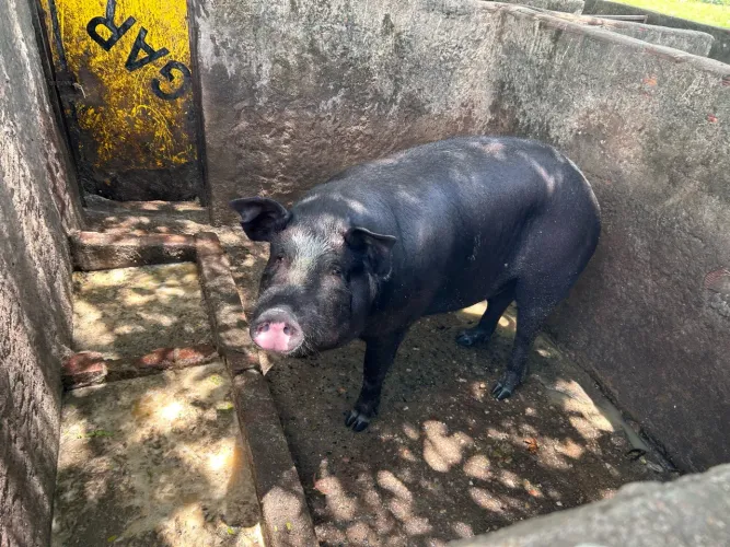 Vendo porco capado 