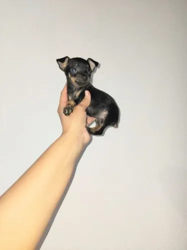 Pinscher FÊMEA Padrão 0 Disponível 