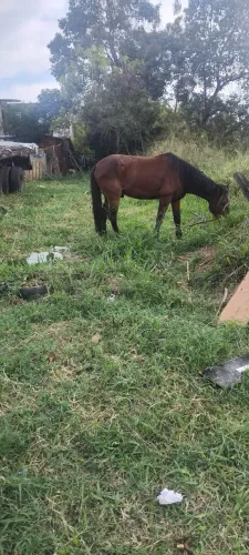 Cavalo