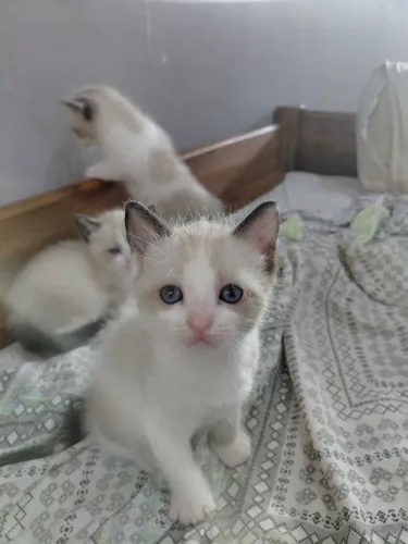 2 gatos machos