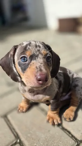 Filhotes de dachshund a venda!