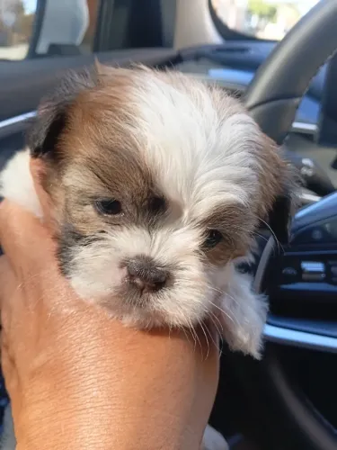 Shihtzu Mini Filhotes Pura Perfeição.