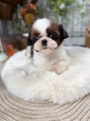 Shih Tzu/ Shitzu filhotinhos carinhosos para apartamento macho e fêmea com pedigree