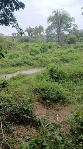 CHAPADINHA-MA: Fazenda de 780 hectares a venda e dista 35 km da sede.