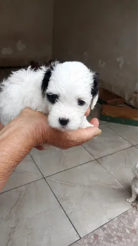 Poodle Toy